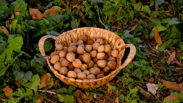 Zbiory Orzechów Włoskich Ogrodzie Wybiórcze Skupienie Żywność — Wideo stockowe