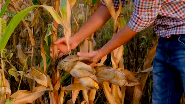 農夫は畑でトウモロコシを収穫する 選択的な焦点 フード — ストック動画