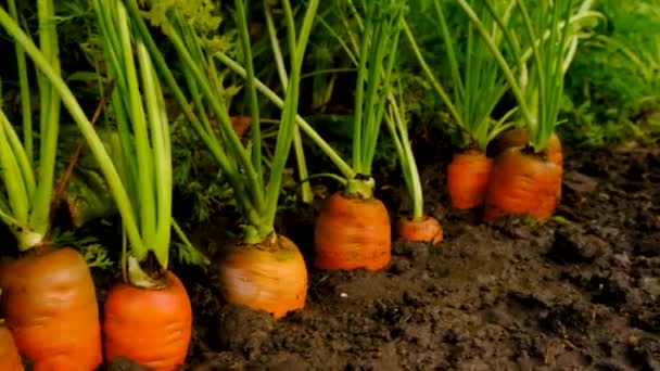 Carote Che Crescono Nel Giardino Concentrazione Selettiva Alimenti — Video Stock