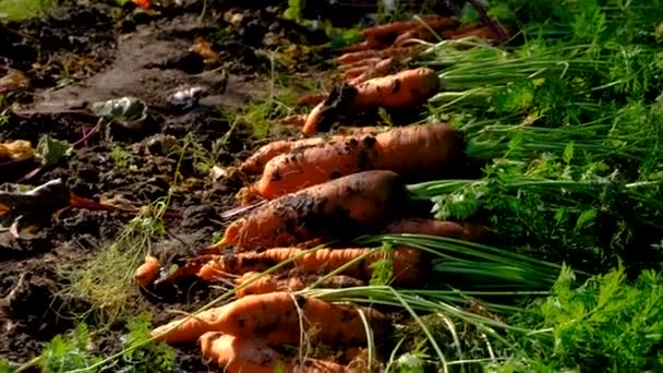Colheita Cenoura Crescendo Jardim Foco Seletivo Alimentos — Vídeo de Stock