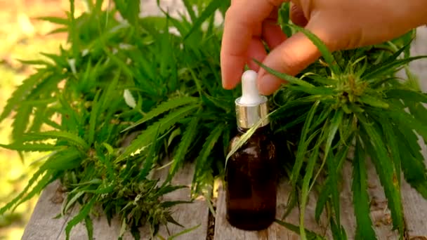 Aceite Cannabis Una Botella Enfoque Selectivo Naturaleza — Vídeos de Stock