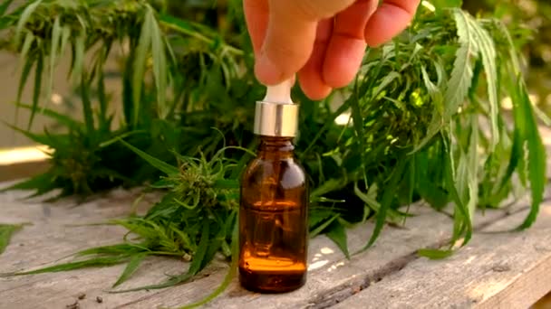 Olio Cannabis Una Bottiglia Concentrazione Selettiva Natura — Video Stock