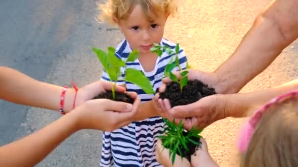 Бабушка Ребенок Держат Руках Растение Выборочный Фокус Природа — стоковое видео