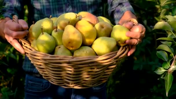 Bahçede Armut Toplayan Bir Çiftçi Seçici Odaklanma Yiyecek — Stok video