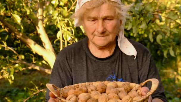 Babička Sklízí Ořechy Zahradě Selektivní Soustředění Jídlo — Stock video