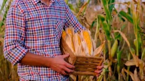 Hombre Agricultor Cosecha Maíz Campo Enfoque Selectivo Comida — Vídeo de stock