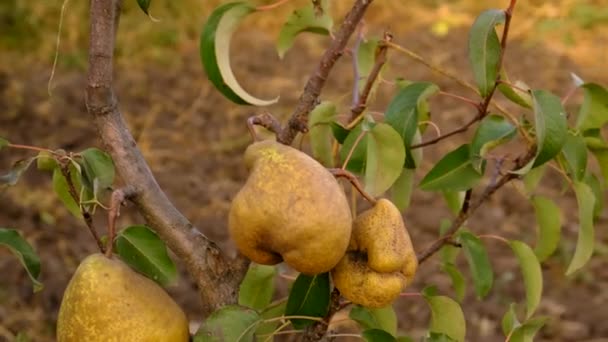 Ziekten Van Peren Hard Fruit Selectieve Focus Voedsel — Stockvideo