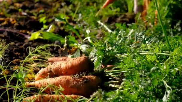 Çiftçi Bahçede Yetişen Havuçları Hasat Eder Seçici Odaklanma Yiyecek — Stok video