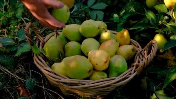 Αγρότης Μαζεύει Αχλάδια Στον Κήπο Επιλεκτική Εστίαση Τρόφιμα — Αρχείο Βίντεο