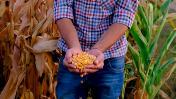 Hombre Agricultor Cosecha Maíz Campo Enfoque Selectivo Comida — Vídeos de Stock