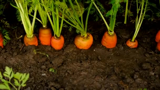Zanahorias Que Crecen Jardín Enfoque Selectivo Comida — Vídeo de stock