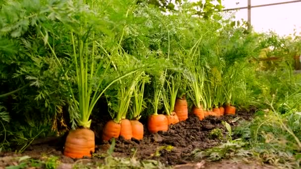 Морковь Растущая Саду Выборочный Фокус Еда — стоковое видео