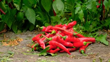 Çiftlikte biber hasadı yapan erkek çiftçi. Seçici odaklanma. Yiyecek..