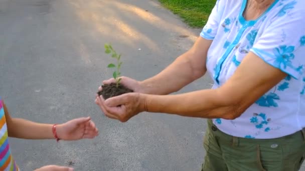 Avó Criança Estão Segurando Uma Planta Suas Mãos Foco Seletivo — Vídeo de Stock