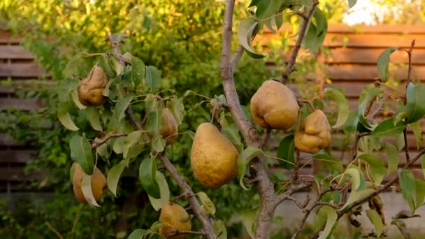 Krankheiten Der Birnen Harten Früchten Selektiver Fokus Lebensmittel — Stockvideo