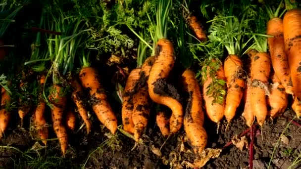 Zbiory Marchwi Rosnące Ogrodzie Wybiórcze Skupienie Żywność — Wideo stockowe