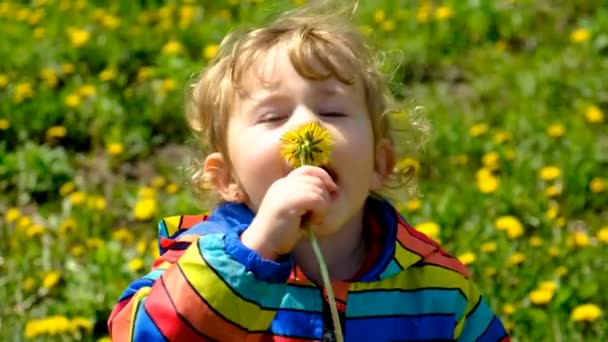 Bir Çocuk Karahindiba Çiçeği Toplar Seçici Odaklanma Doğa — Stok video