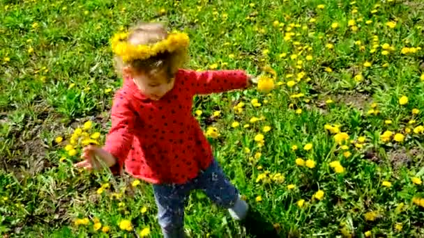 Ребенок Собирает Одуванчики Выборочный Фокус Природа — стоковое видео