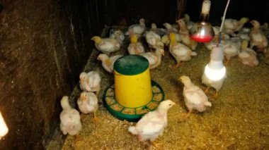 Tavuk kümesinde ızgara tavuk. Seçici odaklanma. hayvan.