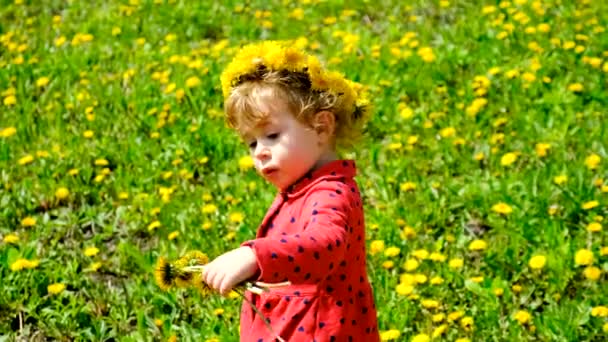 Een Kind Verzamelt Paardebloemen Selectieve Focus Natuur — Stockvideo