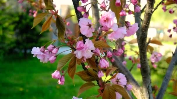 Сакура Расцветает Весной Выборочный Фокус Цветы — стоковое видео