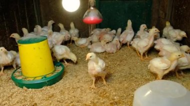 Tavuk kümesinde ızgara tavuk. Seçici odaklanma. hayvan.