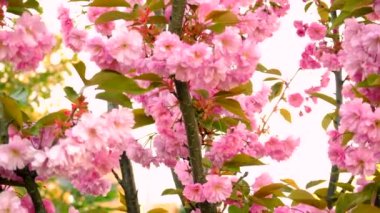 Sakura ağacı baharda çiçek açar. Seçici odaklanma. çiçekler.