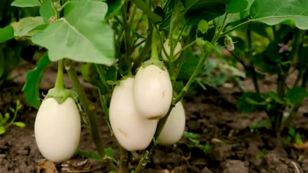 Στον Κήπο Φυτρώνουν Λευκές Μελιτζάνες Επιλεκτική Εστίαση Τρόφιμα — Αρχείο Βίντεο