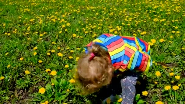 一个小孩拿着放大镜看着蒲公英花 有选择的重点 — 图库视频影像