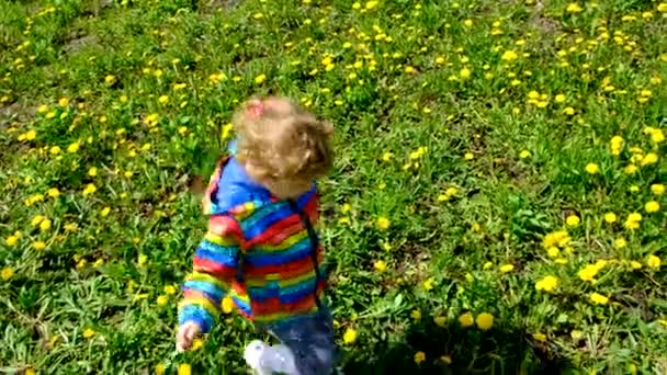 Uma Criança Coleta Flores Dente Leão Foco Seletivo Natureza — Vídeo de Stock