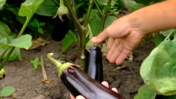 Bir Çiftçi Patlıcan Hasat Eder Seçici Odaklanma Yiyecek — Stok video