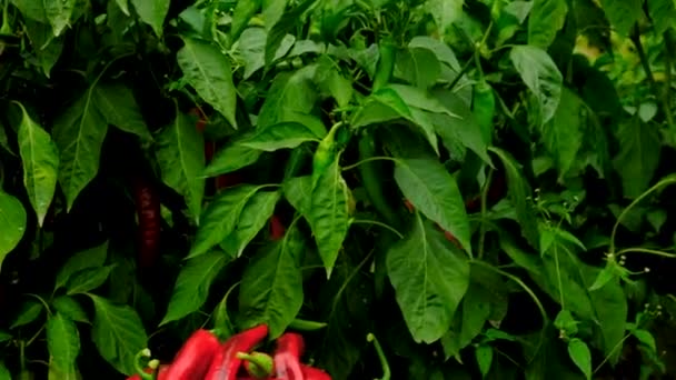Συγκομιδή Πιπεριού Τσίλι Στη Φάρμα Επιλεκτική Εστίαση Τρόφιμα — Αρχείο Βίντεο