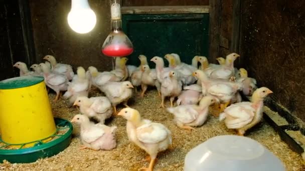 鶏小屋のブロイラーチキン 選択的な焦点 動物たち — ストック動画