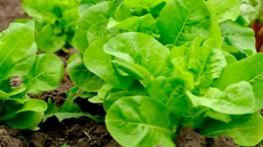 Bahçede marul yetişiyor. Seçici odaklanma. Yiyecek..