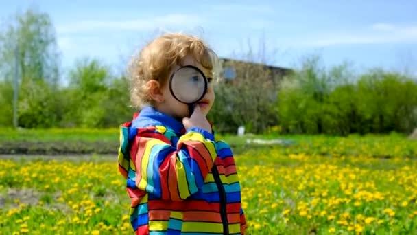 Een Kind Kijkt Met Een Vergrootglas Naar Paardebloemen Selectieve Focus — Stockvideo