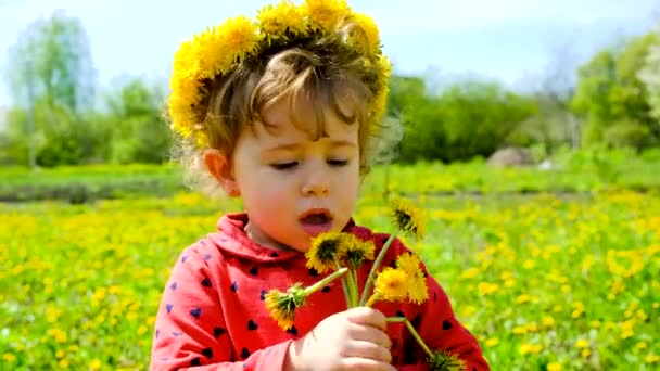 Een Kind Verzamelt Paardebloemen Selectieve Focus Natuur — Stockvideo