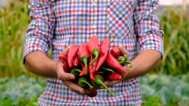 Male Farmer Holding Chili Pepper Harvest Farm Selective Focus Food — Stock Video
