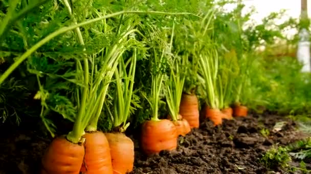 Carottes Poussant Dans Jardin Concentration Sélective Produits Alimentaires — Video