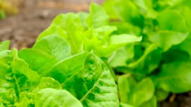 Bahçede marul yetişiyor. Seçici odaklanma. Yiyecek..