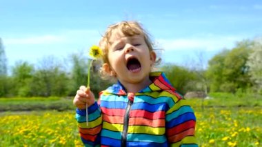 Bir çocuk karahindiba çiçeği toplar. Seçici odaklanma. Doğa.