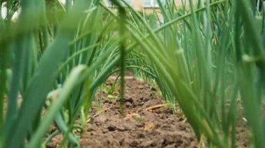 Bahçede soğan yetişiyor. Seçici odaklanma. Doğa.