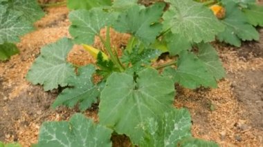 bahçede büyüyen kabak. Seçmeli odak. Doğa.