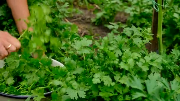 Egy Földműves Betakarítja Cilantrót Szelektív Fókusz Élelmiszer — Stock videók