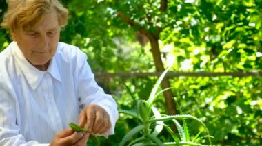 Yaşlı bir kadın cildini aloe vera ile tedavi ediyor. Seçici odaklanma. Doğa.