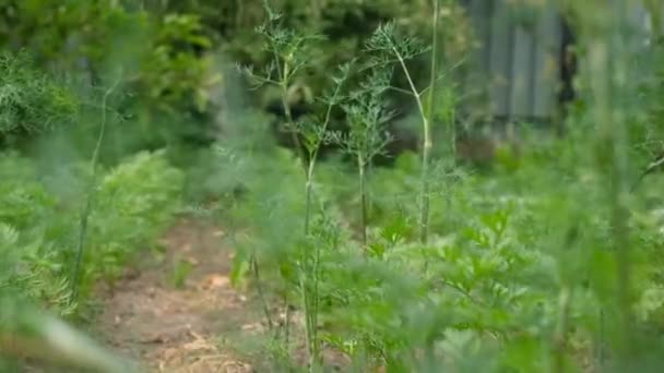 Aneth Poussant Dans Jardin Concentration Sélective Nature — Video