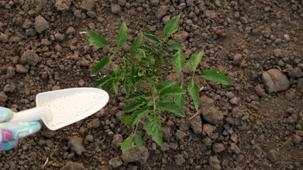 Fertilizando Plántulas Jardín Con Salitre Enfoque Selectivo Naturaleza — Vídeo de stock
