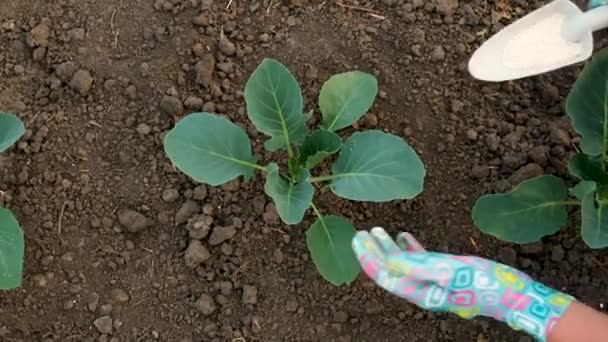 Fertilizando Mudas Jardim Com Salitre Foco Seletivo Natureza — Vídeo de Stock
