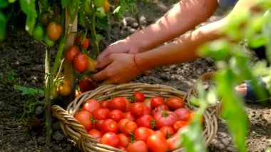 Çiftçi bir adam bahçede domates topluyor. Seçici odaklanma. Yiyecek..
