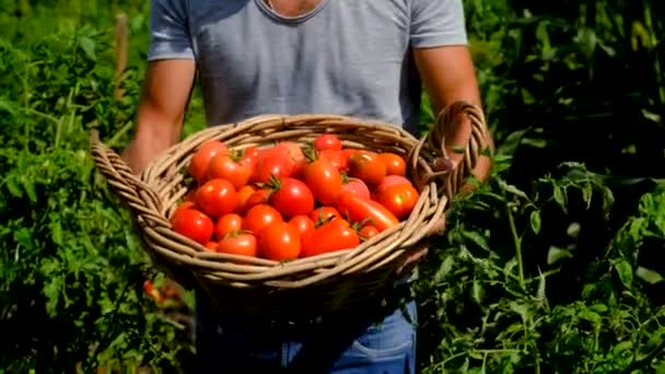 Man Farmer Harvests Tomatoes Garden Selective Focus Food — Stock Video
