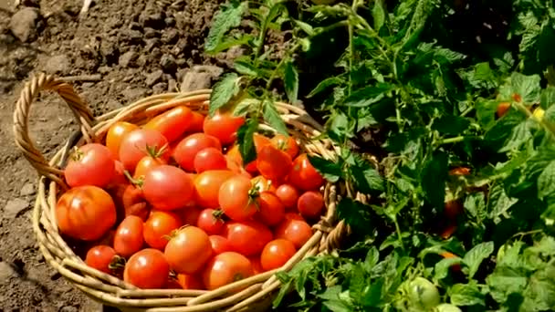 庭でトマトを収穫する 選択的な焦点 フード — ストック動画